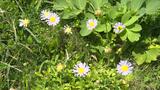 「見かけても摘み取らないで」 初夏の訪れを告げるヨナグニイソノギクが開花|TBS NEWS DIG