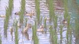 「130羽のアイガモ活躍」おいしい米づくりをお手伝い 福島市の水田 | 福島のニュース│TUF