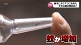 早くも「蚊」が活発化 今年は増加の予想も! その原因は? おすすめの対策アイテムは? | MRTニュース | MRT宮崎放送