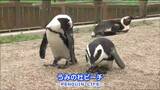 くつろぐ姿を“間近”で見学 「ペンギン」楽しめる新施設 水族館にオープンへ|TBS NEWS DIG