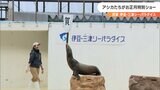  羽子板を鼻の上に乗せ「おめでとうございます！」水族館でアシカたちがお正月特別ショー＝静岡 伊豆・三津シーパラダイス|TBS NEWS DIG