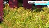 「コメの価格が安定してほしい」早生種の新米の稲刈り始まる 長野・伊那市|TBS NEWS DIG