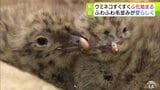 ふわふわなウミネコのヒナ 親どりにちょこんとくっつきすくすく成長 ウミネコの繁殖地として国の天然記念物に指定されている青森市八戸市の蕪島でヒナのふ化がはじまる | 青森のニュース│ATV NEWS│青森テレビ