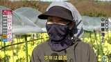 「今年は最高」青森県南地方特産の食用菊・阿房宮の収穫|TBS NEWS DIG