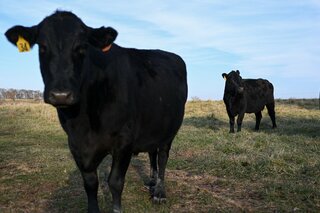 米国産牛肉の対中輸出、下期に回復の可能性－競合国の輸入枠消化で| TBS CROSS DIG with Bloomberg