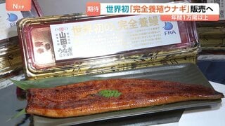 1尾あたり4860円「完全養殖ウナギ」29日から世界初の一般販売　ウナギ生産の救世主となるか| TBS CROSS DIG with Bloomberg