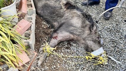 イノシシの首根っこ押さえて羽交い締めに」「『誰か助けてー』と叫び