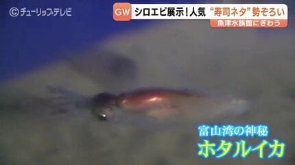 え、透けてる！」生きた
