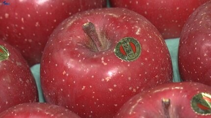 渇水や動物による食害に悩まされたものの、品質は上々 高級りんごの
