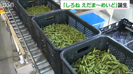 みずみずしき枝豆のマーメイド 新ブランド『しろねえだま～めいど』初