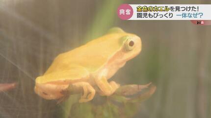 金色のカエル見つけた！オタマに続いて…園児もびっくり一体なぜ？ 富山