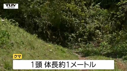 穴から出てきたクマに襲われたか 朝日町で70歳男性がクマに襲われケガ
