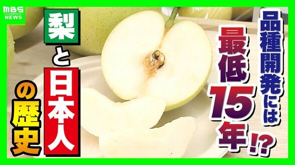 【大行列＆即完売】開発に23年かけた兵庫県初のブランド梨「なしおとめ」ヒミツとは？　身近な果物「梨」1300年の歴史と“甘くない現実”　|　MBSニュース | 関西の最新ニュースを分かりやすく。