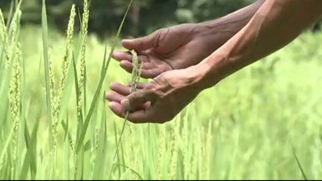 大雨でのり面崩落 田んぼの水が流れ出る事態に 「コメの収穫は例年の3分の2ほどか」 生産者が募らせる不安 石川・七尾市|TBS NEWS DIG
