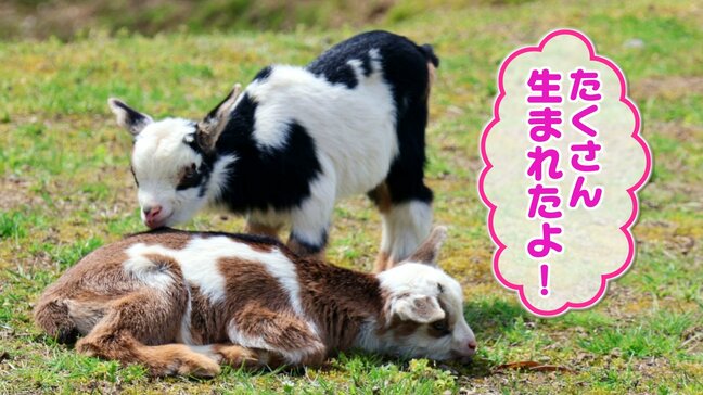 「今年も生まれたよ！」80歳の「げんじぃ」による手作りヤギ牧場でベビーラッシュ  “過疎化の故郷を元気に” 全国のファンに愛される癒やしの拠点|TBS NEWS DIG