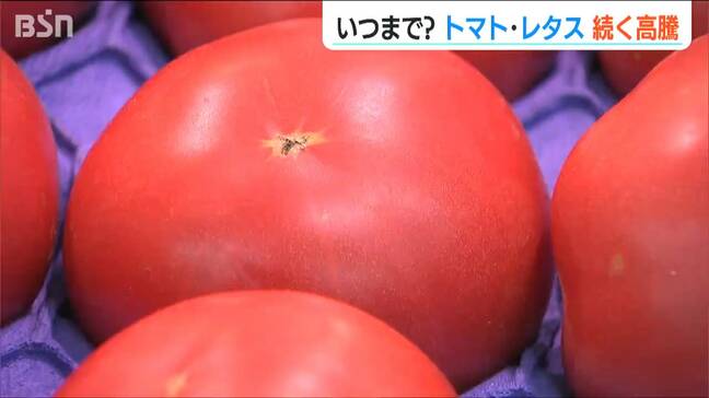 1個200円以上!トマトが夏場の2倍 レタスやキャベツも高騰 台風や高温の影響に輸送費も… 秋冬産地の出荷量が増えれば価格も落ち着くか|TBS NEWS DIG