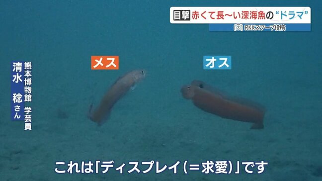 春の天草の海に潜ってみたら…珍魚‶イッテンアカタチ〟のキュートな恋が始まっていました! 「よく撮れていますね」専門家も驚き|TBS NEWS DIG