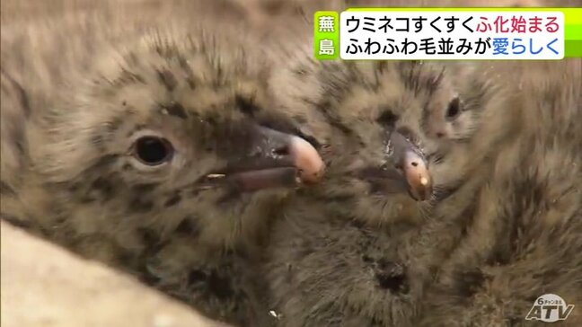 ふわふわなウミネコのヒナ 親どりにちょこんとくっつきすくすく成長 ウミネコの繁殖地として国の天然記念物に指定されている青森市八戸市の蕪島でヒナのふ化がはじまる|TBS NEWS DIG