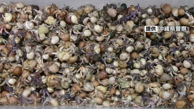 「ヤドカリが入っている」配送業者が警察に通報　オカヤドカリ4163匹を発送　中国籍の男3人逮捕|TBS NEWS DIG