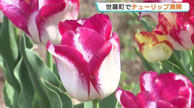 「普段見られない光景」 広島・世羅高原農場で75万本のチューリップが満開! 今年で見納め「初恋の丘」や珍しい200種も|TBS NEWS DIG