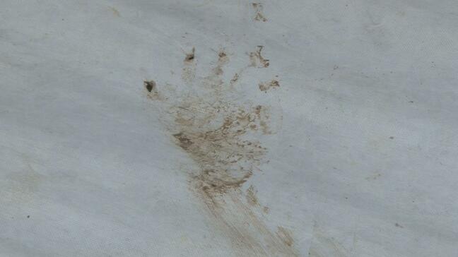 【詳報】クマに襲われ５０代男性負傷　被害女性の娘「私が襲われていたらもっとけがをしていた」リンゴの葉取り作業中に襲われてパンチで反撃　青森県藤崎町【動画】|TBS NEWS DIG