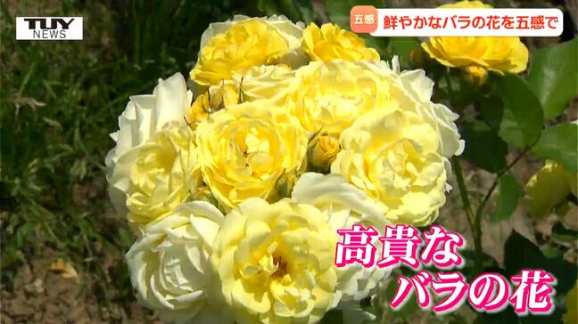 見て、香って、味わって　 五感で楽しむバラの魅力を取材！ 他の場所にはない品種も！（山形・南陽市）|TBS NEWS DIG