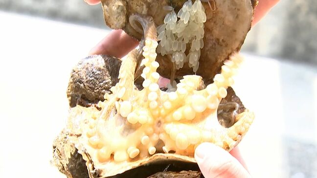 瀬戸内海で「イイダコ」のたまごを放流　漁獲量回復に向け　高松市庵治町沖|TBS NEWS DIG