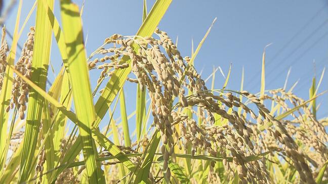 コメは倍増…昨年度の県産農産物、輸出量は898トン　過去最高を更新　福島|TBS NEWS DIG