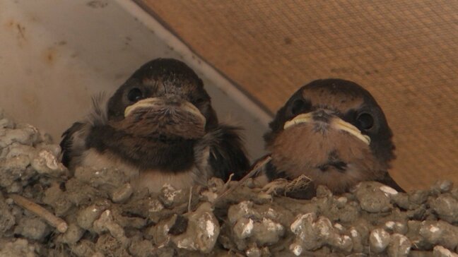 「頭が出てきて並んでいる  かわいい」初夏の訪れを告げる鳥・ツバメが今年も飛来【岡山】|TBS NEWS DIG