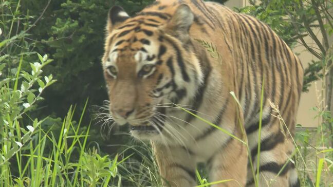 「顔がかっこいい!」人気はアムールトラ 夏休み最後の週末で動物園にぎわう 長野市|TBS NEWS DIG