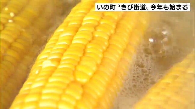 「親戚にお土産で持っていこうかなと」黄金色にキラキラと　高知県いの町“きび街道”今年も始まる|TBS NEWS DIG