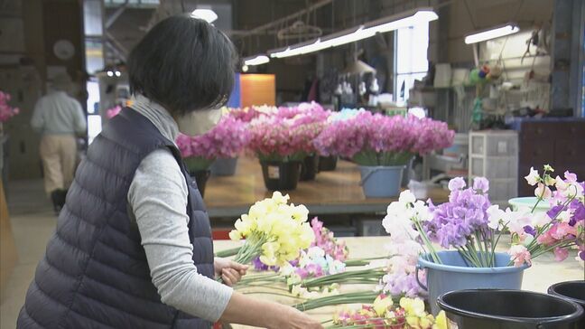 花言葉は「旅立ち」 卒業シーズンに向けスイートピーが出荷最盛期 鮮やかな色合いで門出を祝う 三重・御浜町|TBS NEWS DIG