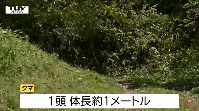 穴から出てきたクマに襲われたか　朝日町で70歳男性がクマに襲われケガ　山菜採りで山に入り、クマに遭遇（山形）　|TBS NEWS DIG