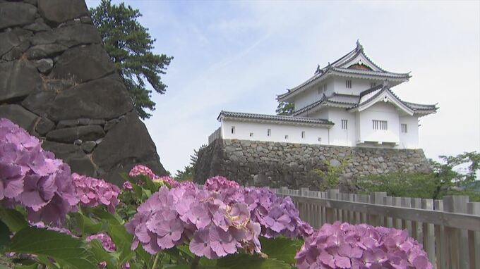 城址を彩るアジサイ　ピンクや白、紫など300株が鮮やかに　山梨・舞鶴城公園|TBS NEWS DIG