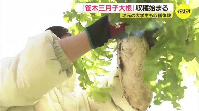 カブのような形　伝統野菜「笹木三月子大根」の収穫始まる　大学生も収穫体験　広島市|TBS NEWS DIG