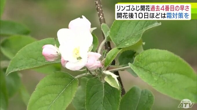 リンゴ「ふじ」例年より8日早く開花　青森県黒石市の「県産業技術センターりんご研究所」で確認　調査開始以降で過去4番目の早さに|TBS NEWS DIG