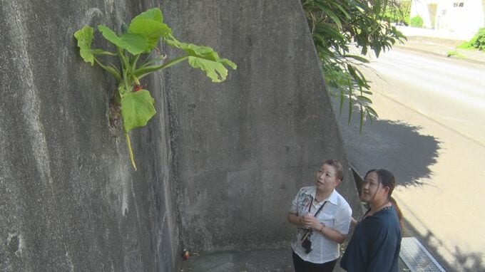 「まさかこんなところに…」　”ド根性”クワズイモ現れ地域住民も驚き　沖縄・うるま市　|　沖縄のニュース｜RBC 琉球放送