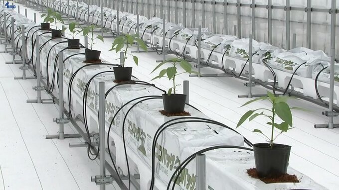 土づくりの必要なし、水や肥料も自動　最先端のピーマン栽培施設が完成　持続的な農作物生産へ実証試験　岩手・紫波町|TBS NEWS DIG