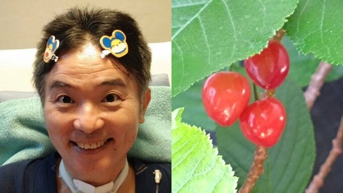 【 ALS闘病 】声優・津久井教生さん　ベランダ桜のサクランボの実「そぉっと育っていたのです♪」「しかも３粒並んでいます〜」【ニャンちゅう】|TBS NEWS DIG