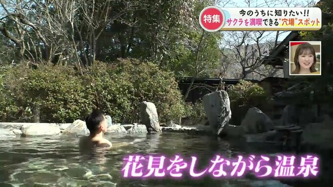 花見の予定はもう決めた？サクラを満喫できる“穴場”スポットを調査！サクラ舞う露天風呂や花見ができる喫茶店が登場　熊本　|　熊本のニュース｜RKK NEWS｜RKK熊本放送