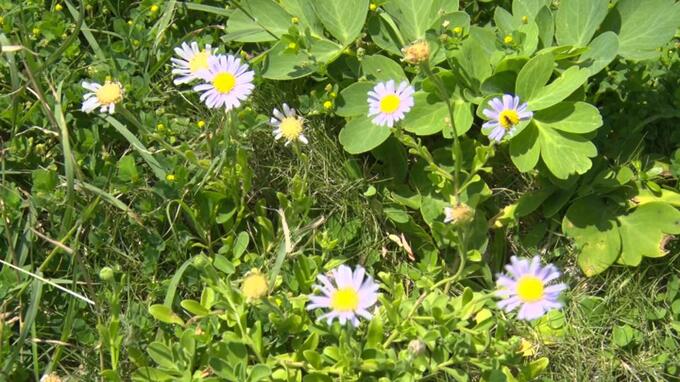 「見かけても摘み取らないで」　初夏の訪れを告げるヨナグニイソノギクが開花|TBS NEWS DIG