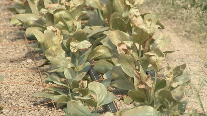 「枯れて、途中で諦めました」農家悲鳴　秋の彼岸用の花、全滅|TBS NEWS DIG