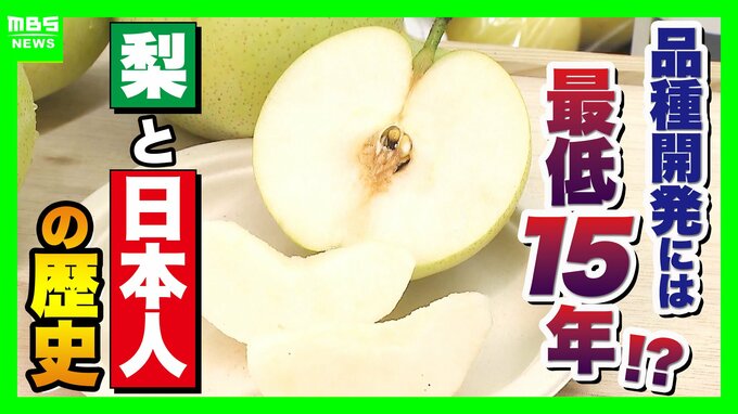 【大行列＆即完売】開発に23年かけた兵庫県初のブランド梨「なしおとめ」ヒミツとは？　身近な果物「梨」1300年の歴史と“甘くない現実”　|　MBSニュース | 関西の最新ニュースを分かりやすく。