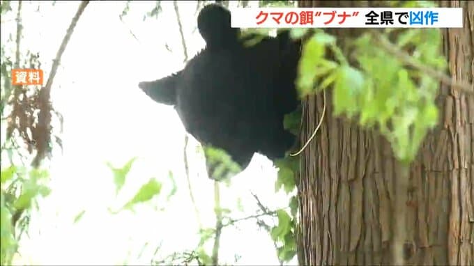 “クマのエサ”ブナの実が新潟県内全域で「凶作」 上越はミズナラやオニグルミも「凶作」や「不作」に|TBS NEWS DIG