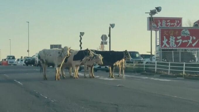 「道路に牛がいます…」牛舎から牛が脱走　県道に滞留し一時渋滞が発生　けが人なし　佐賀・鳥栖市　|　福岡のニュース｜RKB NEWS｜RKB毎日放送