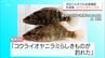 生態系脅かす「コウライオヤニラミ」　清武川水系でも確認　河川からの持ち出し禁止を宮崎県内全域に拡大へ　|　MRTニュース ｜ ＭＲＴ宮崎放送