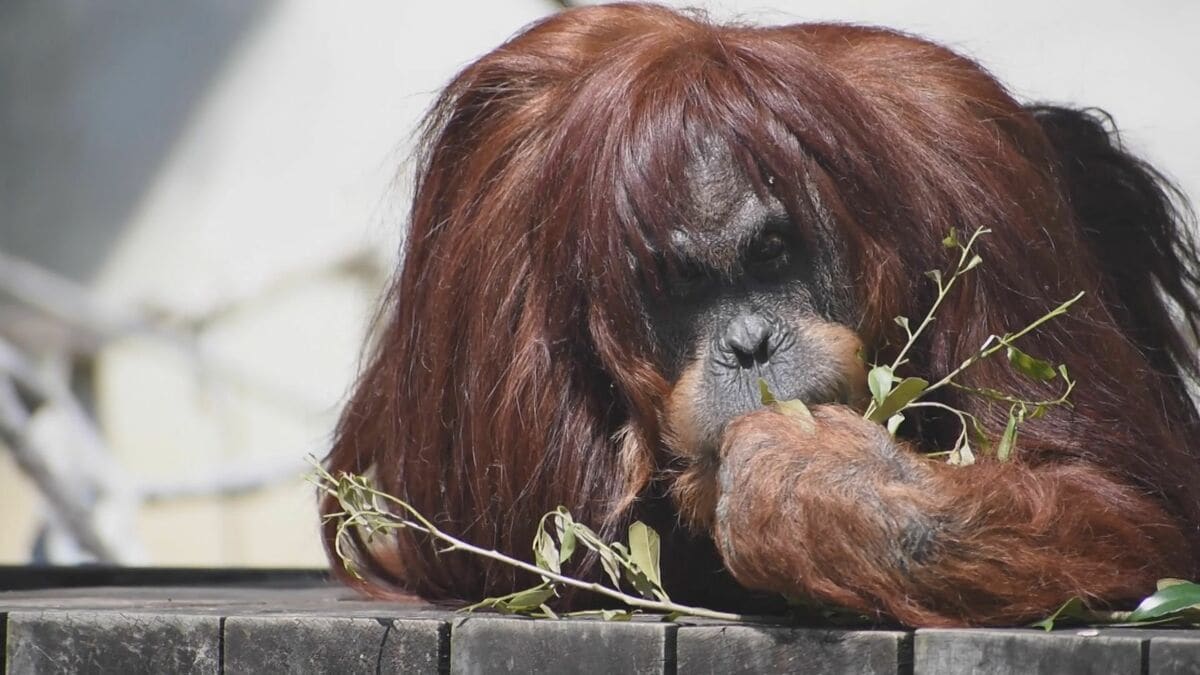 img_363a8ae7475467b43e201a0218