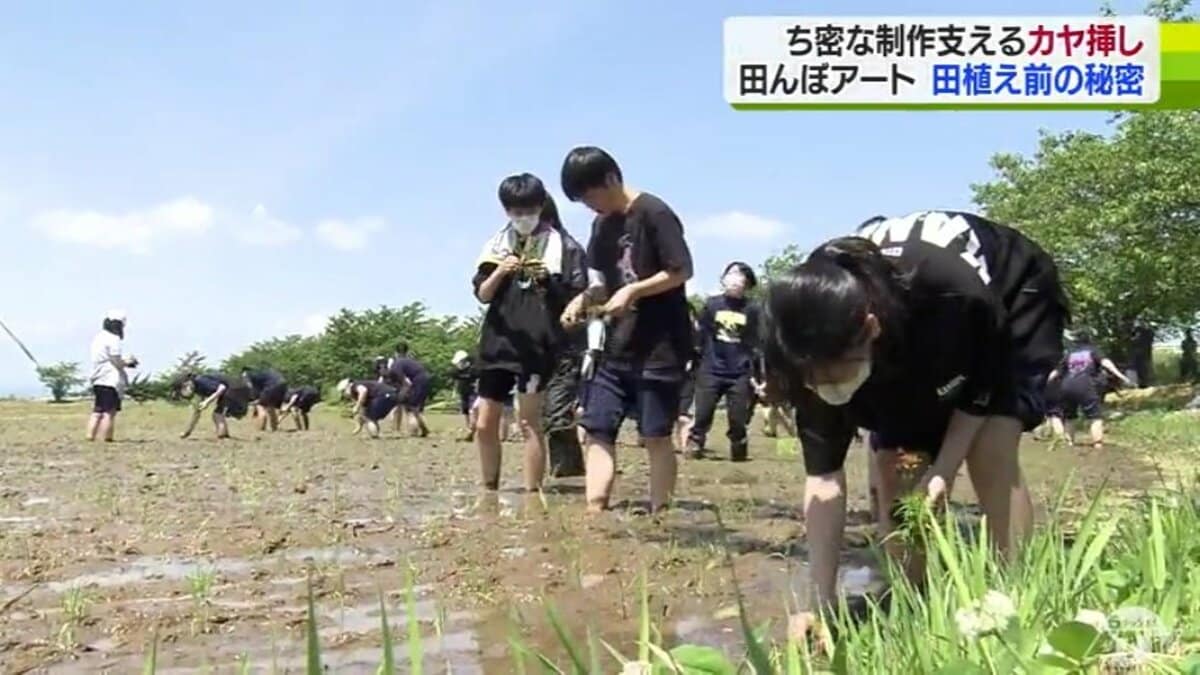 緻密な「田んぼアート」支える先進手法とは？高校生が気負わず田植え
