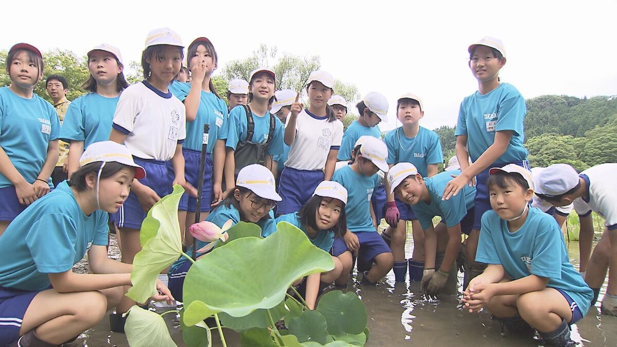古代ハス」再生へ…カメの食害、豪雨被害で減少 小学生が苗植える 白水