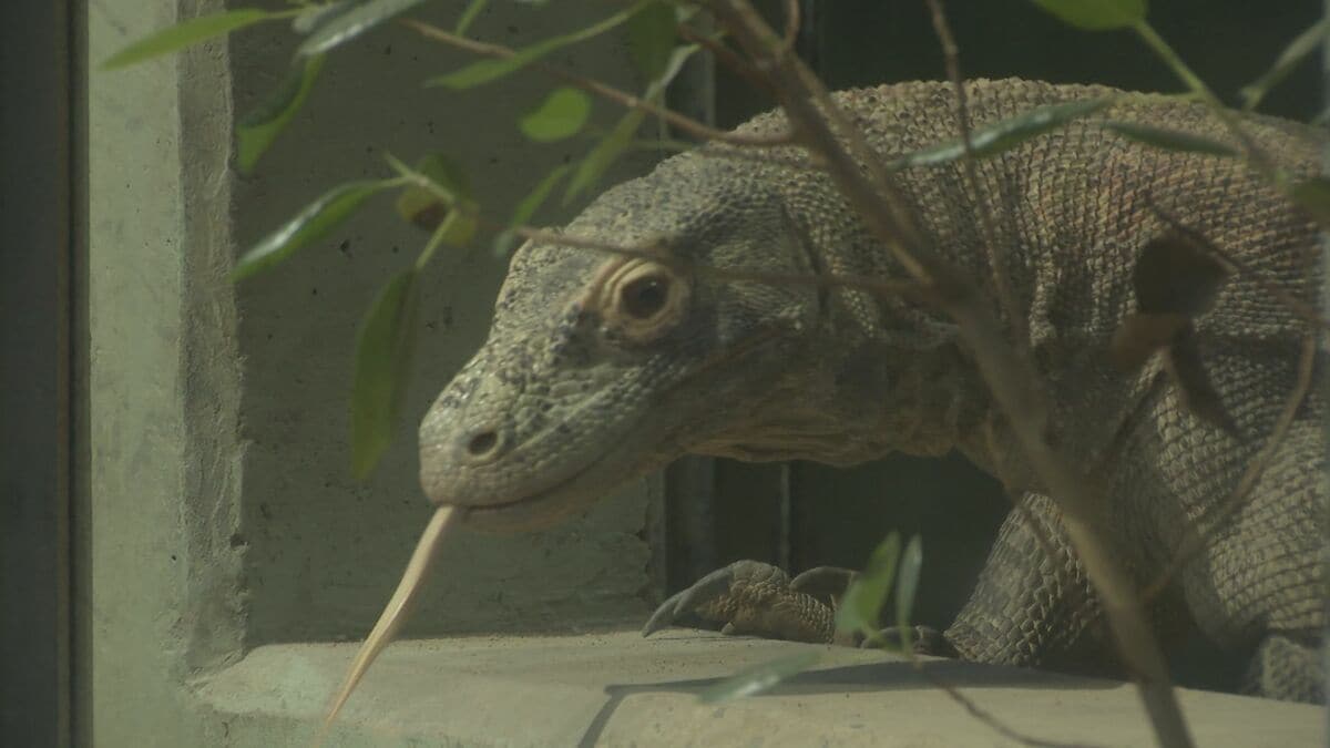 カワイイ顔で鶏を丸のみ “捕食スイッチ”入ると…世界最大のトカゲ